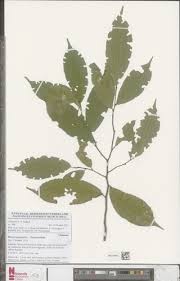 Image result for Rinorea angustifolia
