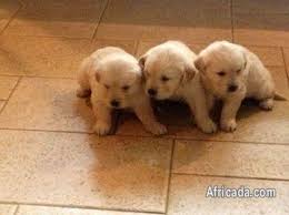 Of course, the right puppy for your needs and personality is going to be important as well. Lovely Golden Retriever Puppies Dogs Puppies For Sale In Belfast Mpumalanga Africada Com Mobile 3067