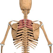 Joints of the upper appendage (arm). Chest Shoulder Upper Back Anatomy The Wellness Digest