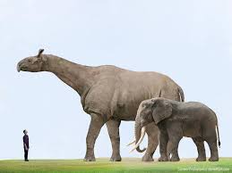 Paraceratherium Transouralicum Mammals Prehistoric Animals Extinct Animals