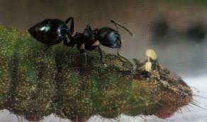 Image result for Globimetula anguliflora