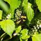 Pinellas FNPS Presents: Our Native Bees event image