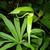 Arisaema ringens is an asian arisaema the only images above that look like they are a.ringens are the 2 by bootnall and the 1 by rcn48 the rest are most likely all arisaema triphyllum. Https Encrypted Tbn0 Gstatic Com Images Q Tbn And9gctfjyyk4fxv7hr9bhqheckmxasbjaqdkjdhoqgn0 O1i9h9inwv Usqp Cau