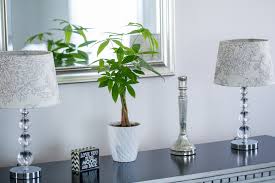 If you're looking to add a little extra life and greenery to your space, money tree plants are a unique and beautiful option. Why Is My Money Tree Plant Losing Leaves