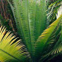 Image result for Encephalartos gratus