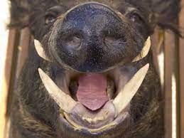 Adorable Smiling Animals Smiling Animals Animals Happy Animals