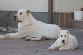 Amazing Alabai Dogs Guy Mascaro Juan Kopek Kopek Turleri Evcil Hayvanlar