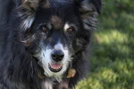 We did not find results for: Cbd Pet Study Shows Dogs Find Relief
