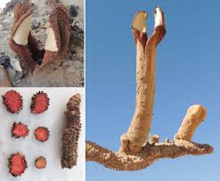 Image result for Hydnoraceae