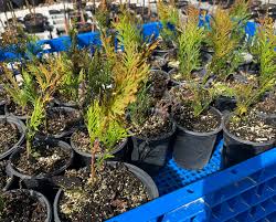 Image result for Vepris elegantissima