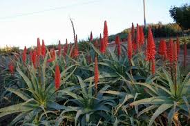 Image result for Aloe lutescens