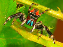 Phidippus Clarus Spiders Scary Jumping Spider Animals