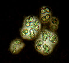 Image result for Scleria globonux