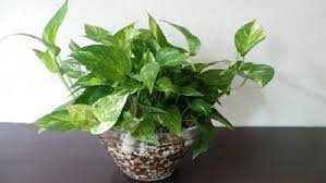 Image result for à¤®à¤¨à¥ à¤ªà¥à¤²à¤¾à¤à¤