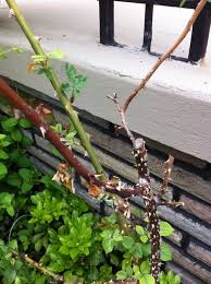 This rose variety is a fairly easy. My Rose Bush Looks Like It S Dying Help Please