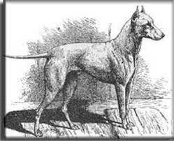 The english white terrier (also known as the white english terrier) is an extinct breed of dog. English White Terrier Breed Information History Health Pictures And More