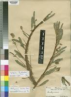 Image result for Aeschynomene fluitans