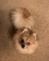 Original pomeranian dog price in sri lanka. Teacup Pomeranian For Sale In Sri Lanka