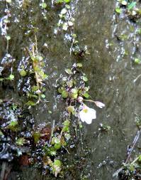 Image result for Utricularia striatula