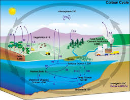 Why Is The Carbon Cycle Important