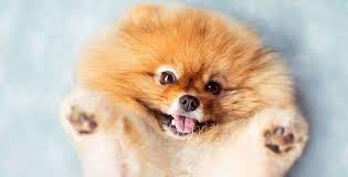 pomeranskij shpic poisk v google cute dogs beautiful dogs most beautiful dog breeds