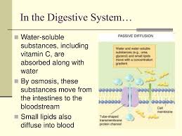 Ppt Passive Transport In The Body Powerpoint Presentation Free Download Id 1170030