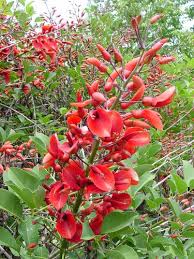 Image result for Erythrina crista-galli