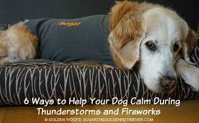 My dog freaks out during a storm. How To Keep Your Dog Calm During Thunderstorms And Fireworks Golden Woofs