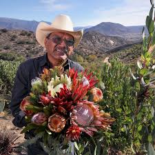 Image result for Protea micans