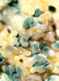 If you see pink color in your compost, it should be a red flag of things to look out for. Food That S Bad When Moldy Root Out These Toxic Clumps From Your Fridge