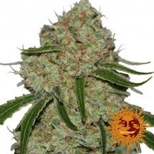 The 20 Most Famous Marijuana Plants Top List But if you're cannabis is either derived from indica strains, which are known for their sedative, relaxing and. the 20 most famous marijuana plants