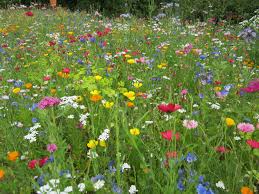 Biogarten Fullhorn Gartnern Mit Effektiven Mikroorganismen Biogarten Sommerblumen Wasserfarbenblumen