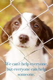 We Can T Help Everyone But Everyone Can Help Someone Animal Protection Quotes Animals Buy Pets