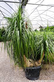 Its stem is thick and succulent, it has long and thin leaves. Ponytail Palm Care Beaucarnea Recurvata Joy Us Garden