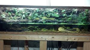 My White S Tree Frog Paludarium Pic Heavy Whites Tree Frog Tree Frogs Freshwater Aquarium