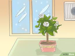 It is in the coffee family. 3 Ways To Raise Gardenias In Pots Wikihow