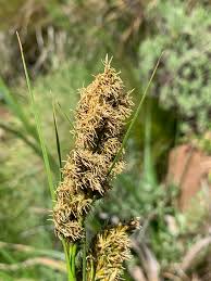 Image result for Schoenoxiphium