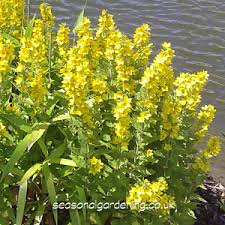 Perennial bulbs orange flowers bright colors perennials bloom leaves crown sun spring. Lysimachia Loosestrife Planting And Growing Guide