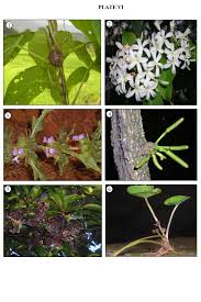 Image result for Sopubia conferta