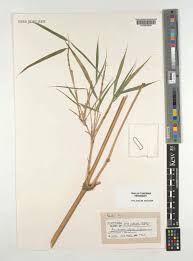 Image result for Oldeania alpina