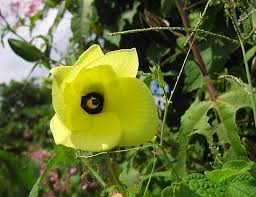 Image result for Abelmoschus