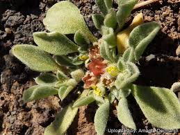 Image result for Aizoaceae