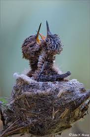 Bird Crying Like A Baby Hummingbird Nest Pet Birds Beautiful Birds Pretty Birds
