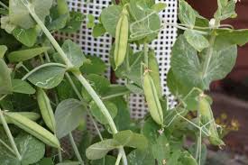 Zuckererbsen Anbauen Aussaat Gute Nachbarn Zuckerschoten Pflanzen Selbstversorger De