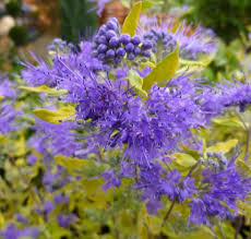 Buy Caryopteris X Clandonensis Worcester Gold Bluebeard Worcester Gold In The Uk Perfect Plants Shrubs Planting Plan