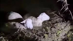 Vipginger4play porn definitely someone to