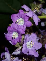 Image result for Wigandia urens