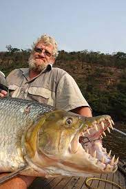 Goliath Tiger Fishing Photos Tiger Fish Monster Fishing Fishing Pictures