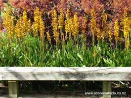 Image result for Wachendorfia