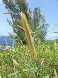 Image result for Cenchrus polystachios